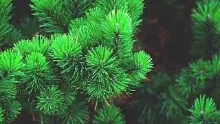 Цыганская песня