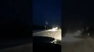 Сбили лосёнка. ДТП
