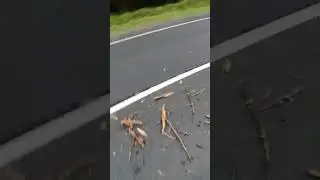 Опасности на дороге!
