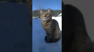 My pets