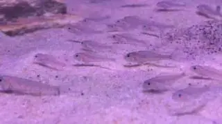 Xenotilapia nigrolabiata red princess, Enantiopus Kilesa, Eretmodus cuanostictus Moba F1