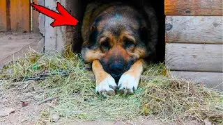 The dog hid something in the kennel for 3 days. The owners cried when they saw THIS...