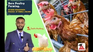 BARASHADA DHAQASHADA DIGAAGA / Ku Baro Af - Somali Poultry Farming