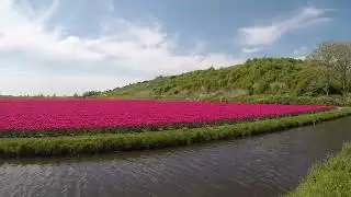 🌷Cycling Through a Sea of Color: A Breathtaking Bike Tour of the Tulip Field 🇳🇱