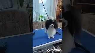 МИСТЕРИЯ ФАБЕРЖЕ!!!