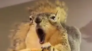 Relax on a Sunday With Cute Squirrels
