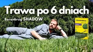Trawa Barenbrug Shadow po 6 dniach