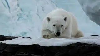 Solo AJ present - World of wildlife (dream house mix)