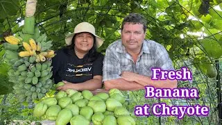 Harvest today: Saging at Sayote
