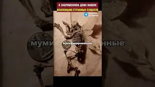 В заброшенном доме нашли коллекцию сказочных существ