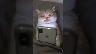 #pov