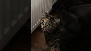 Почему кошка лижет батарею? 😀 #кошки #приколысживотными #милыеживотные