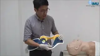How to apply a Cervical Collar
