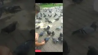 Птички, птицы, кормлю птиц
