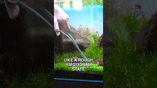Aquarium Therapy 🌱✂️