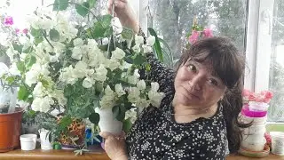 Термінова пересадка бугенвілеї перед відпусткою