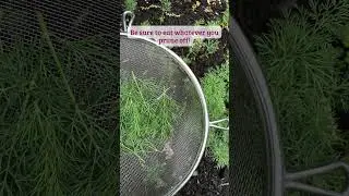 How to Prune Dill (and Why) #shorts #dill #herbgarden #pruningtips