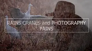 RAINS CRANES & PHOTOGRAPHY PAINS