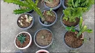 my cactus collection 😍