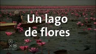 El espectacular lago de flores de loto | Tailandia #16