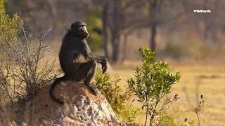Male baboon embracing the zen of life.