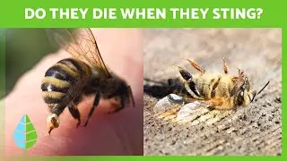 Why Do Bees Die After Stinging? 🐝 | Facts About Animals