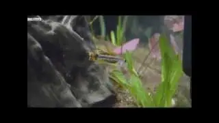 Apistogramma Cacatuoides beim umwerben eines Weibchen