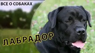 Все о собаках. Лабрадор.