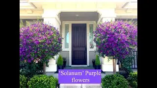 Solanum Purple flower (സോളനം) - Home Gardening - San Jose, California | USA Malayalam vlog