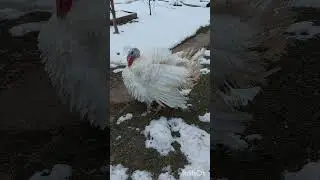 ‼️Самый крупный индюк‼️Милая птичка