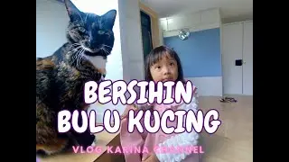 Seru dan Lucu! A Day in the Life of Kucing Si Oren, Ocho, Miko, dan Momo