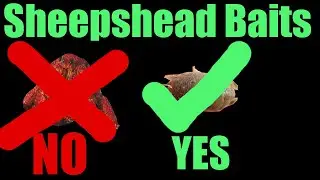 Top 10 Best Baits For Catching Sheepshead
