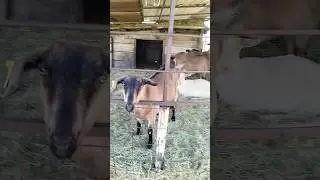 #козы