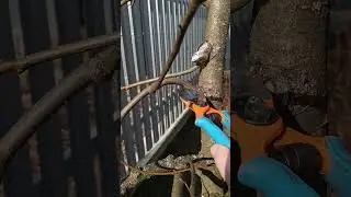 🍐HOW TO TRIM DROP-UPS ON A PEAR TREE🌳 