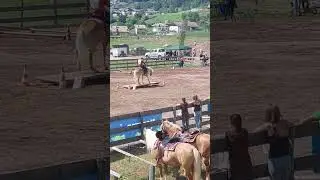 11-08-2024 Masi di Cavalese - Cavalli Haflinger (Avelignesi)