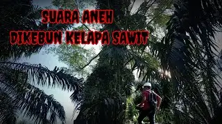suara aneh di kebun sawit
