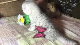 Котятки-милота🐈🐈🐈