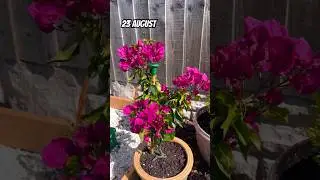 GROWING BOUGAINVILLEA IN THE UK