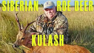 Siberian Roe Deer Kulash/ Сибирская косуля, Кулаш