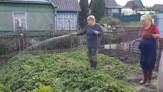 У мамы на даче 23 сентября. Ведро опят с одного пенька