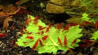 Bloody mary   Neocaridina davidi 5 Shrimp sk
