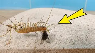 ¡TENGO UNA NUEVA MASCOTA! ¡Un espantoso CIENPIES! ¡Batalla con CIENPIES CAZAMOSCAS!