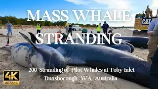 Mass Stranding of Pilot Whales | Toby Inlet | Dunsborough | Rescue Effort