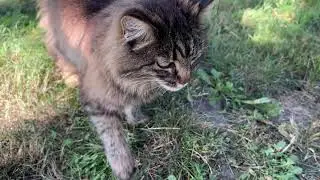 Ку-шу-шу-ша спіймала мишу, погралася та з'їла