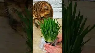 Принесли коту травку.