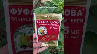 Клещ на клубнике🍓 #кудрявыелистья #кудряваяклубника #болезниклубники #клубника#хобби #shorts