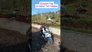 Pagi di Kebun Teh Kaligua Brebes, Jateng #brebesjawatengah #kebuntehkaligua#wisata#wisatakebunteh