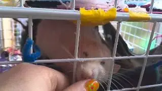 A treat for Custard