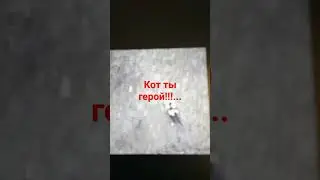 Кот спас щенка с обрыва....😓🥺