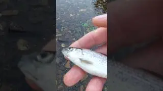 харіус #fishing #рибалка